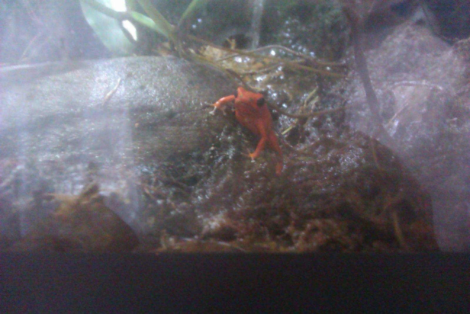 Strawberry Poison Dart Frog
