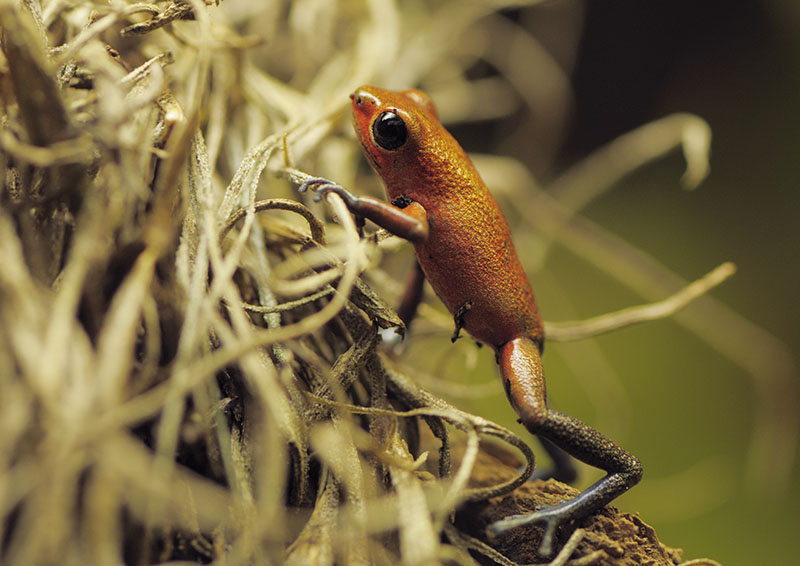 Strawberry poison dart frog