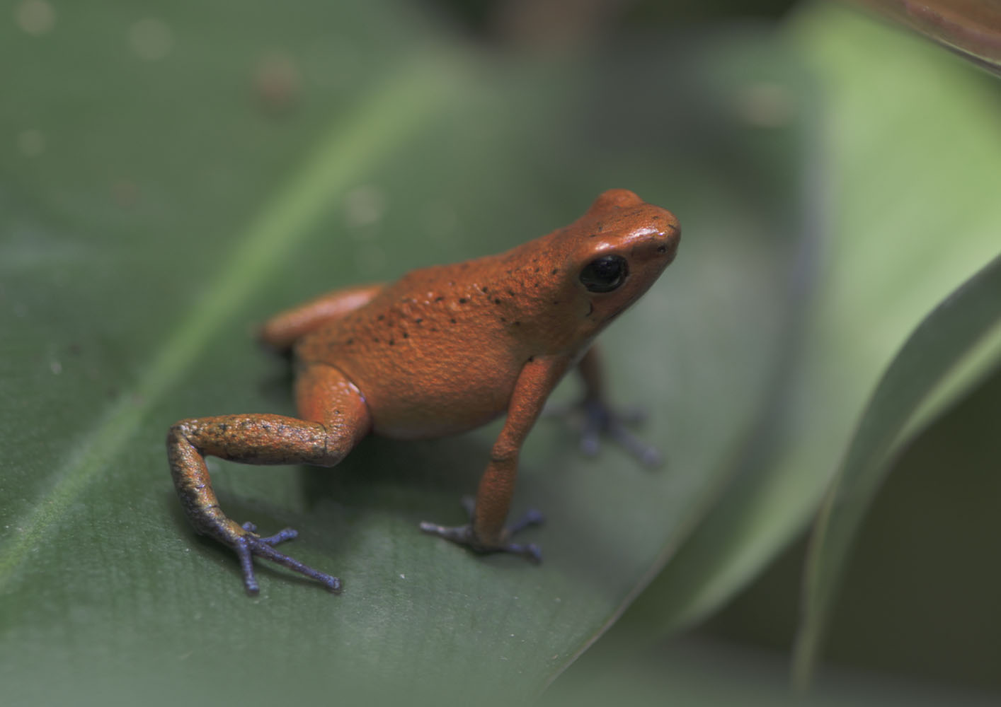 Strawberry poison dart frog