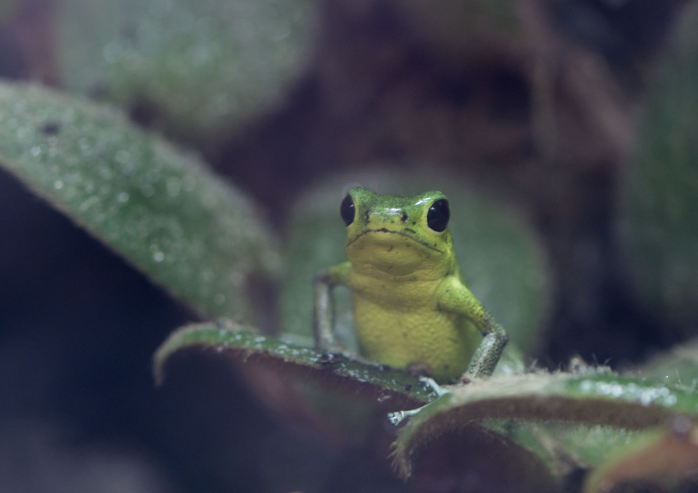 Strawberry poison dart frog