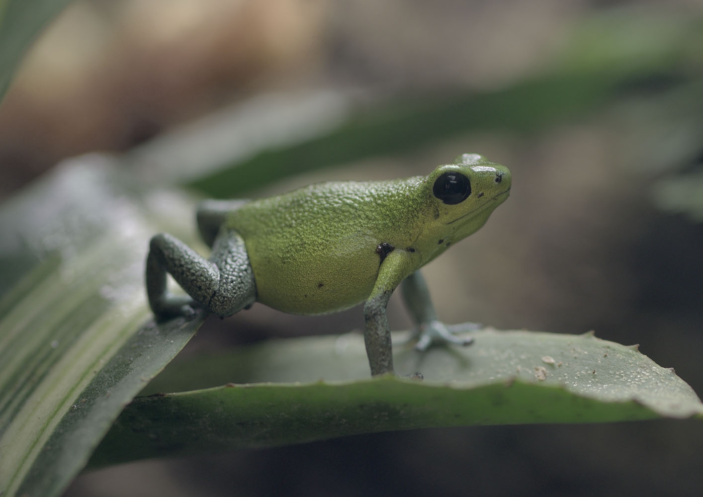 Strawberry poison dart frog