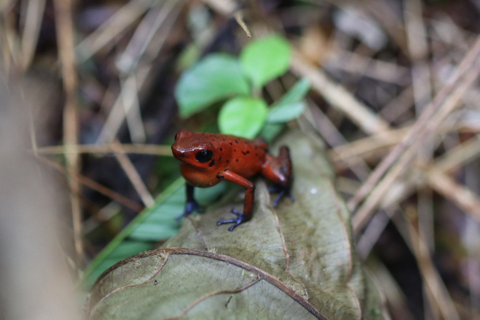 Strawberry poison-dart frog