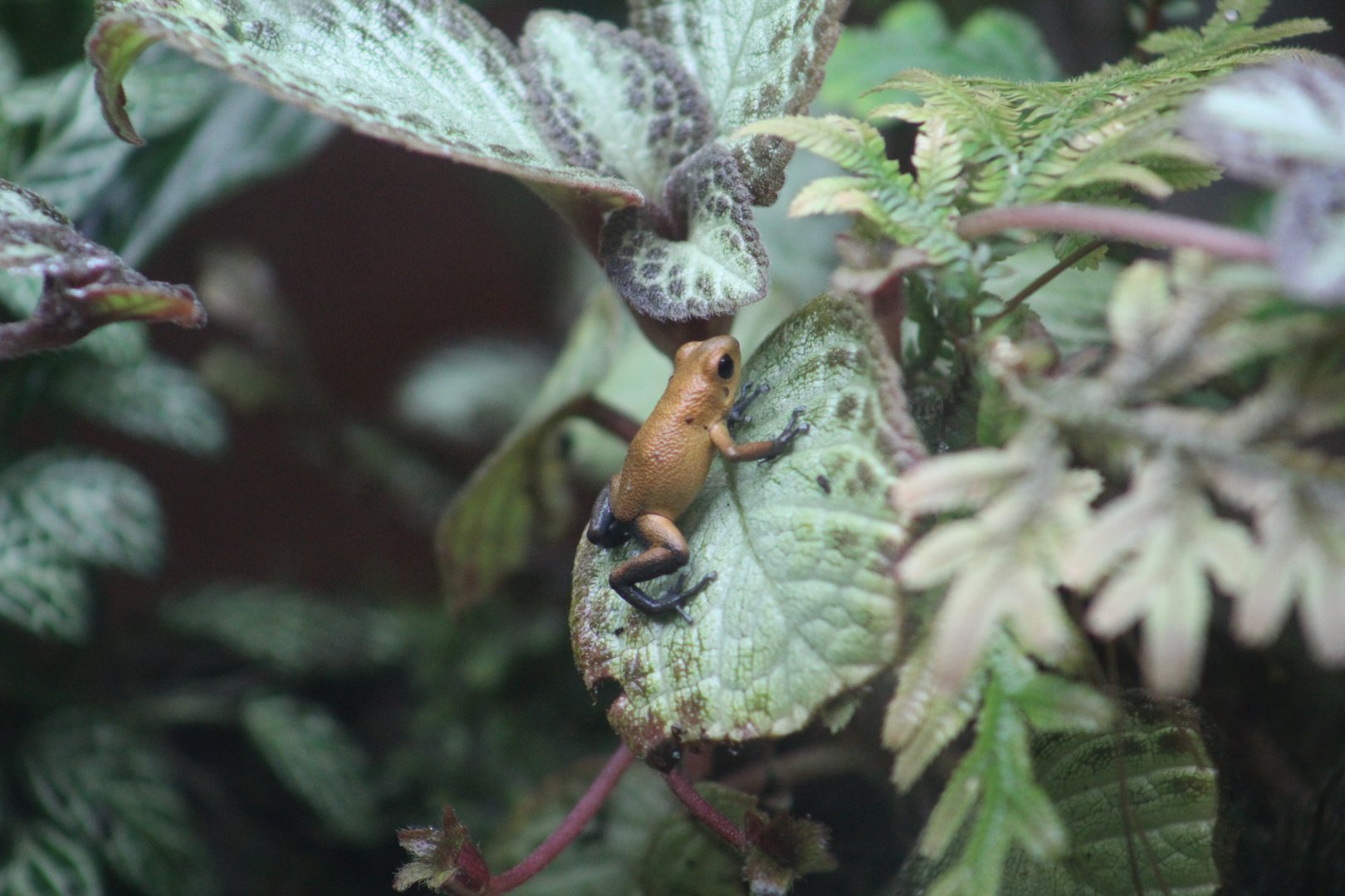 Strawberry Poison Dart Frog