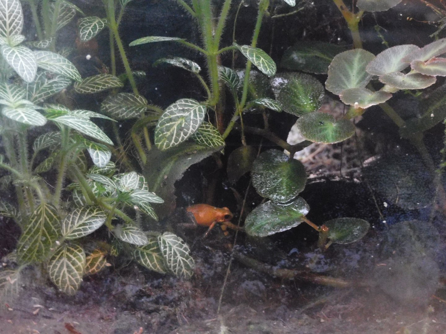 strawberry poison dart frog