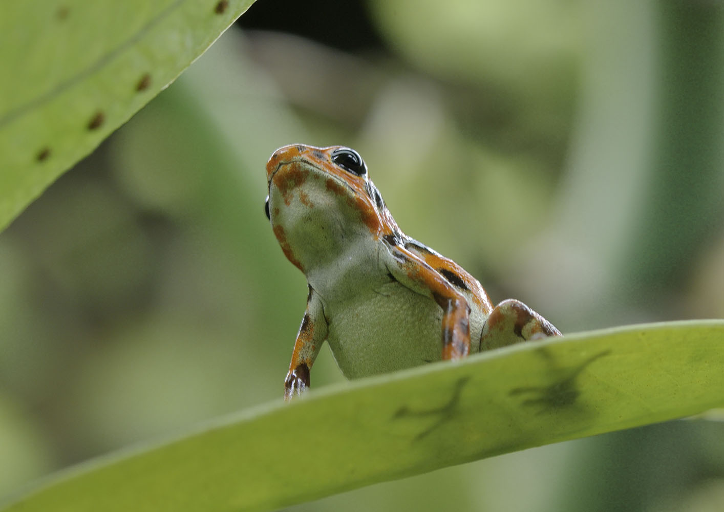 Strawberry poison dart frog
