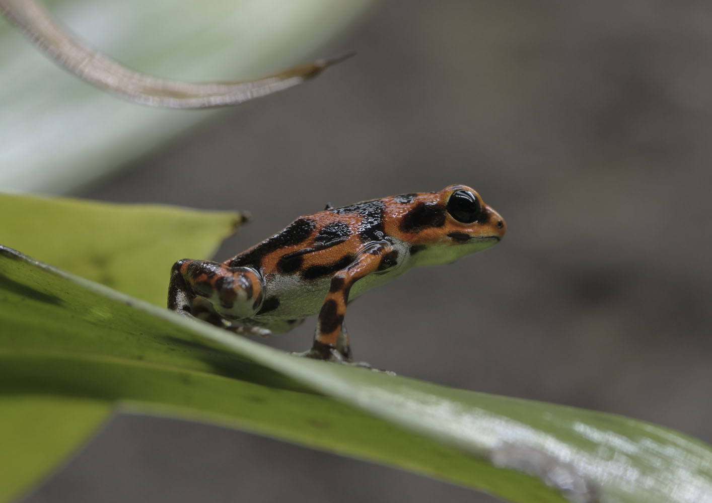 Strawberry poison dart frog