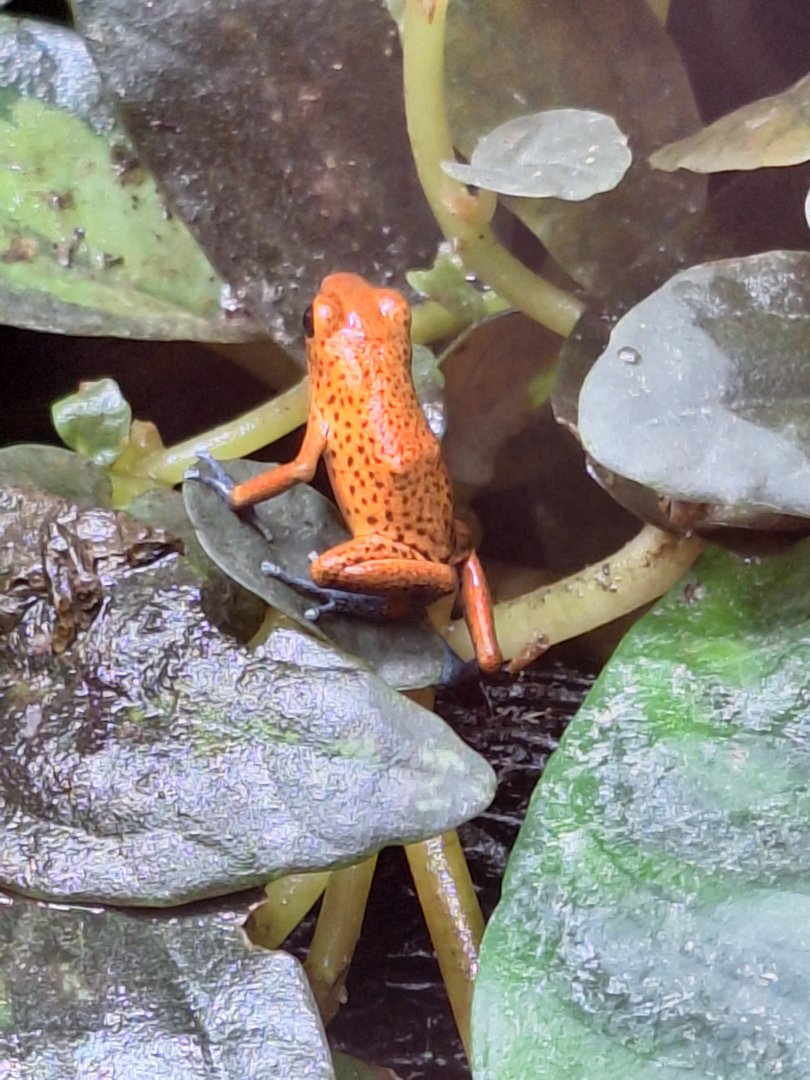Strawberry Poison Dart Frog