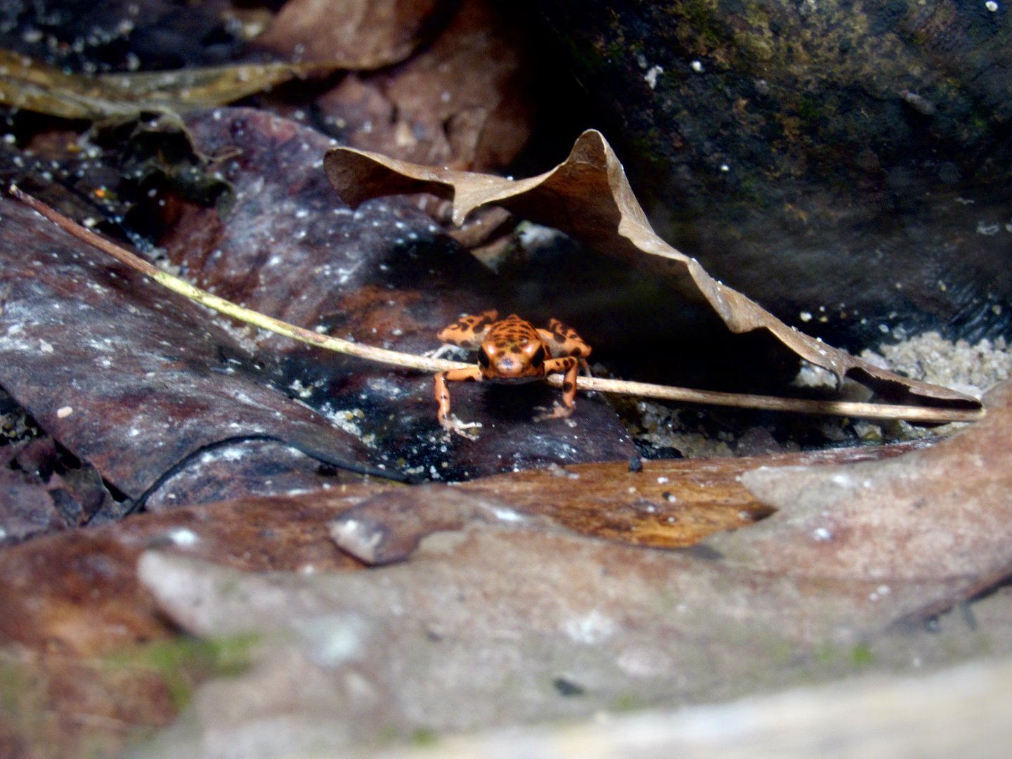 Strawberry poison dart frog