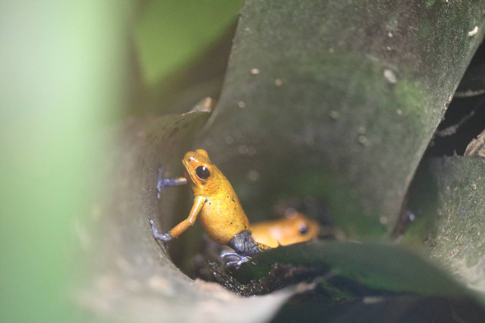 Strawberry poison dart frogs in bromeliad, September 2015