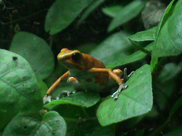strawberry poison frog? 080112
