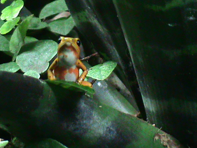 strawberry poison frog? 080112