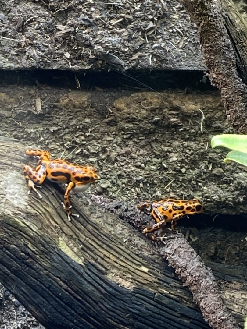 Strawberry poison frog 110920?
