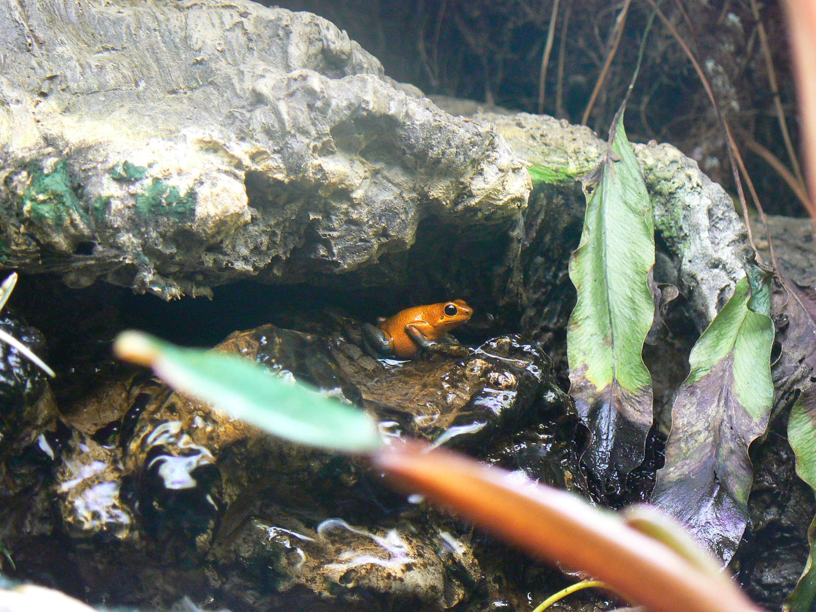 Strawberry Poison Frog - 17 January 2016