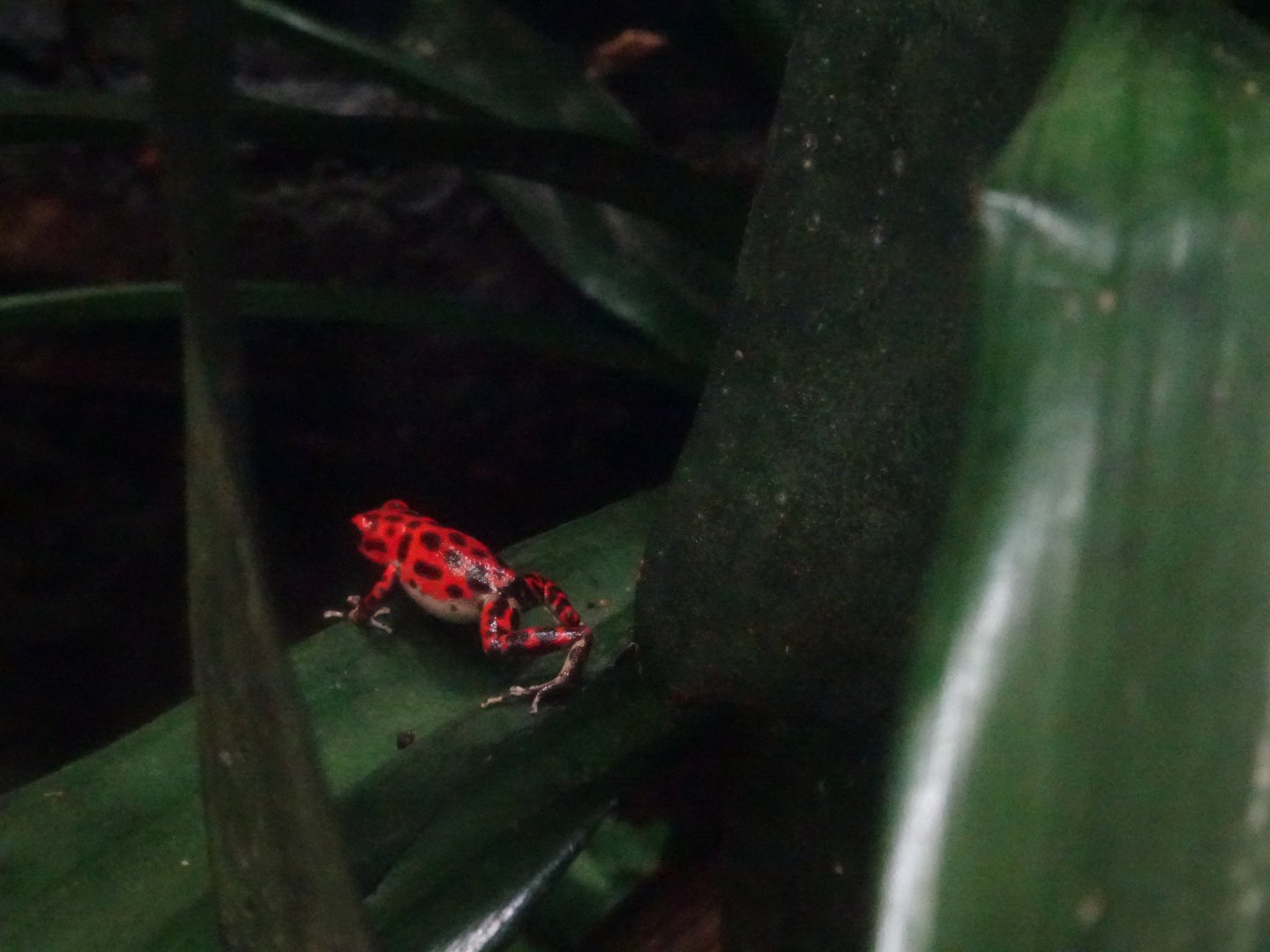 Strawberry Poison Frog  23 August 2025