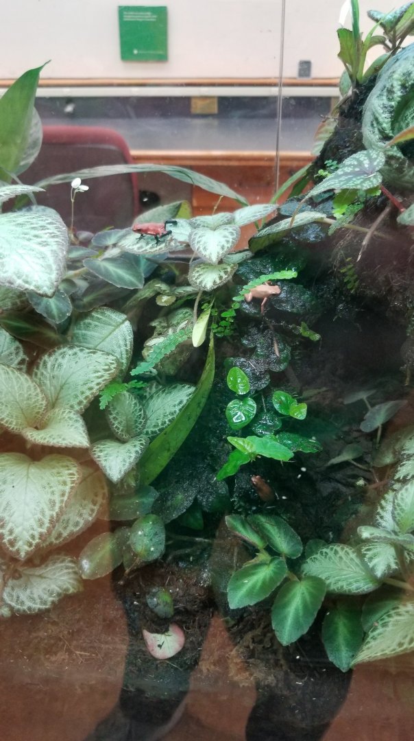 Strawberry Poison Frog, Amazonia