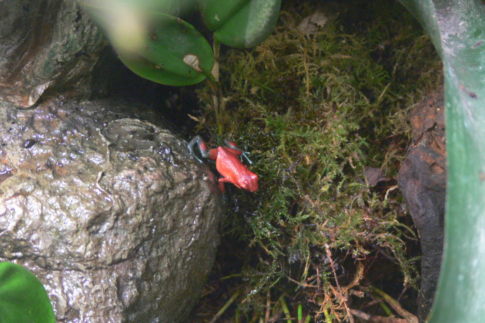 Strawberry Poison Frog at Manchester Museum, 07/01/15