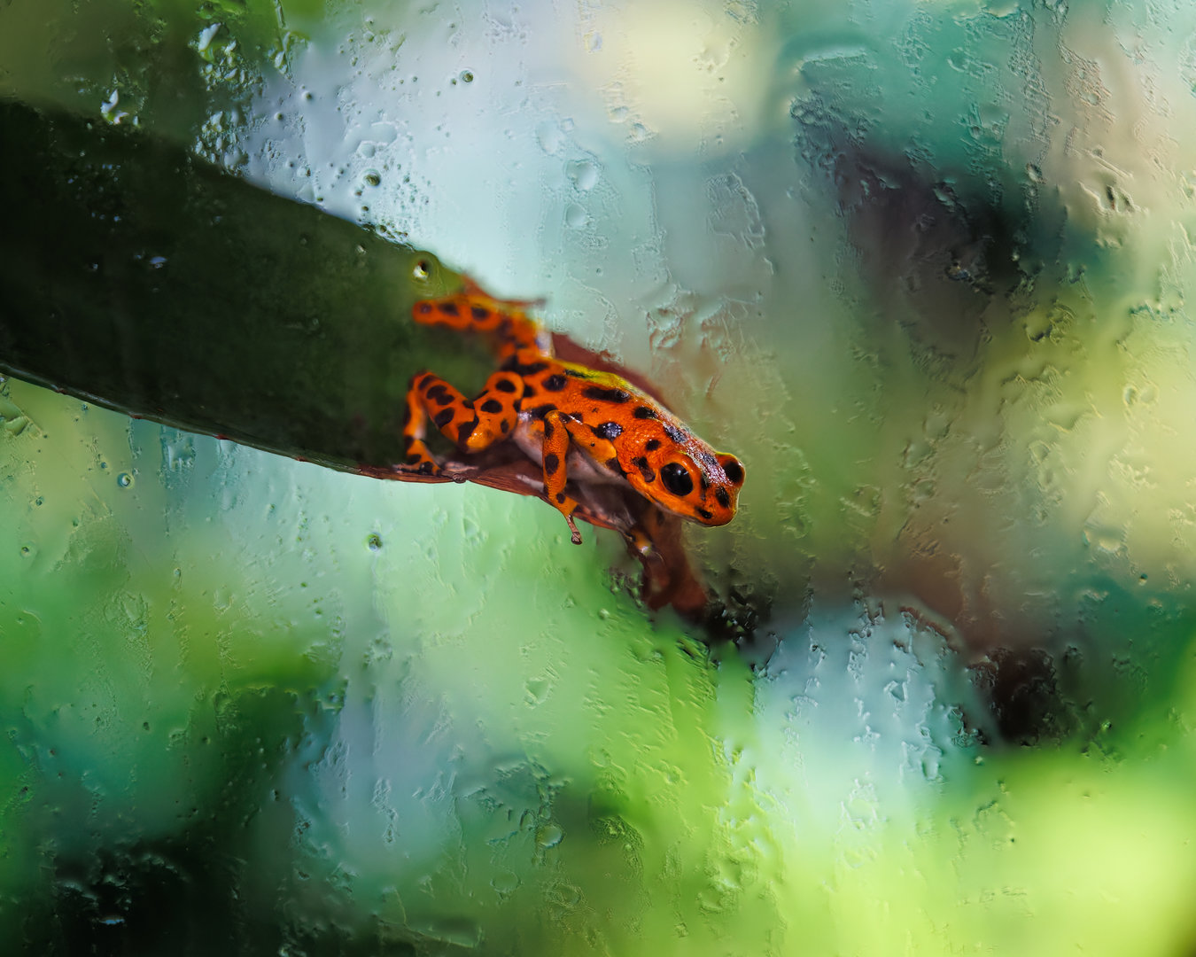 Strawberry poison frog / Chester Zoo / 2-9-22