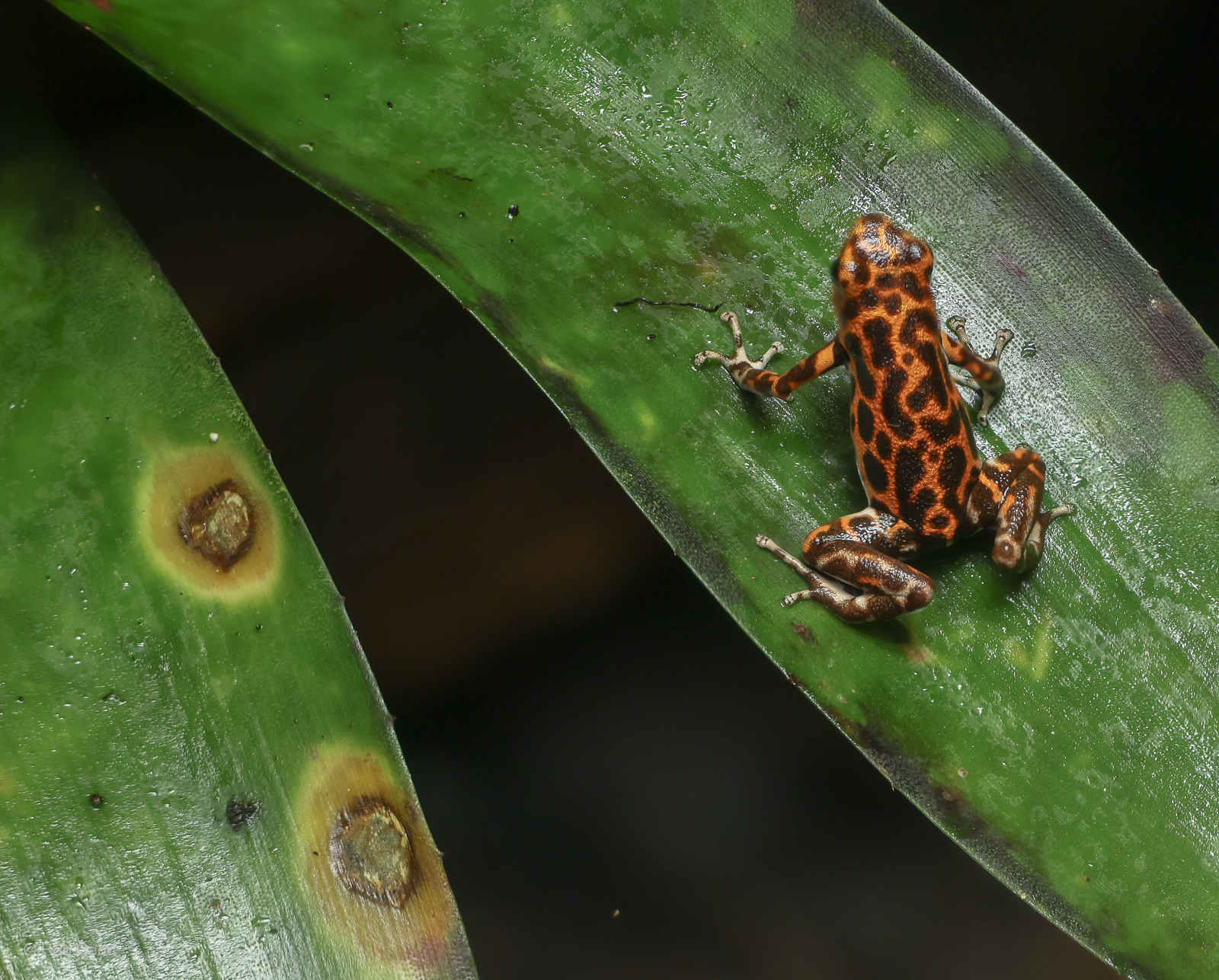 Strawberry poison frog : Chester Zoo : 24 Jun 2024