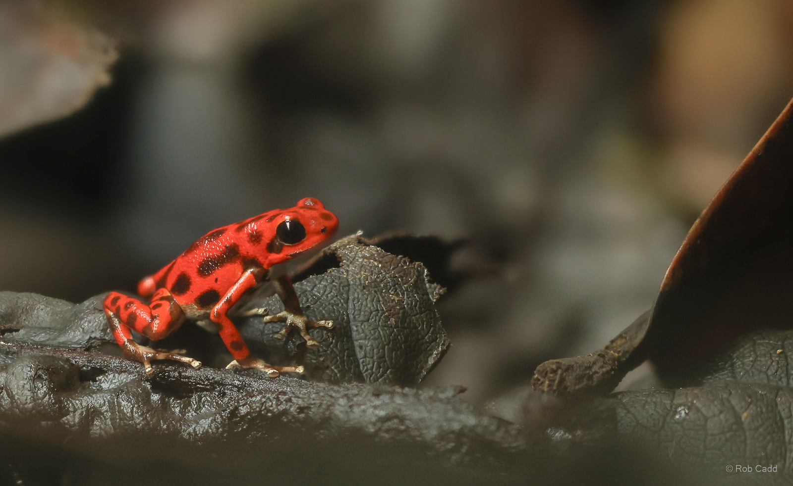Strawberry poison frog : Chester Zoo : 24 Jun 2024
