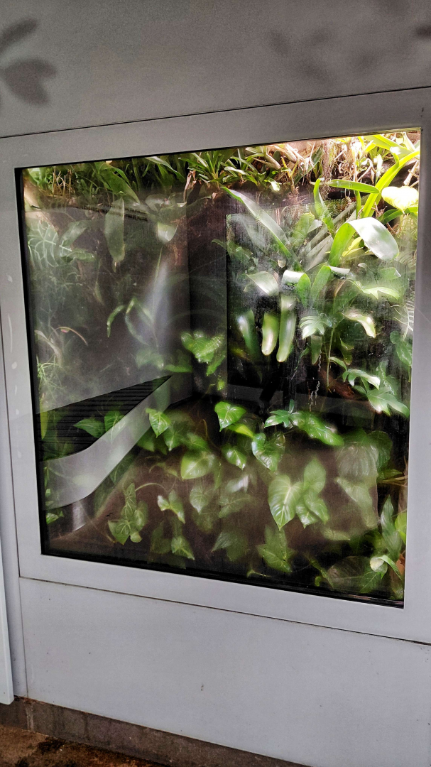 Strawberry poison frog exhibit