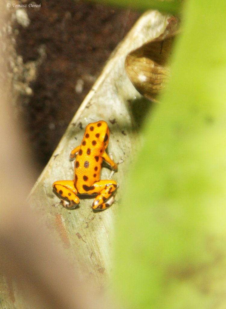 Strawberry Poison Frog (Oophaga pumilio)