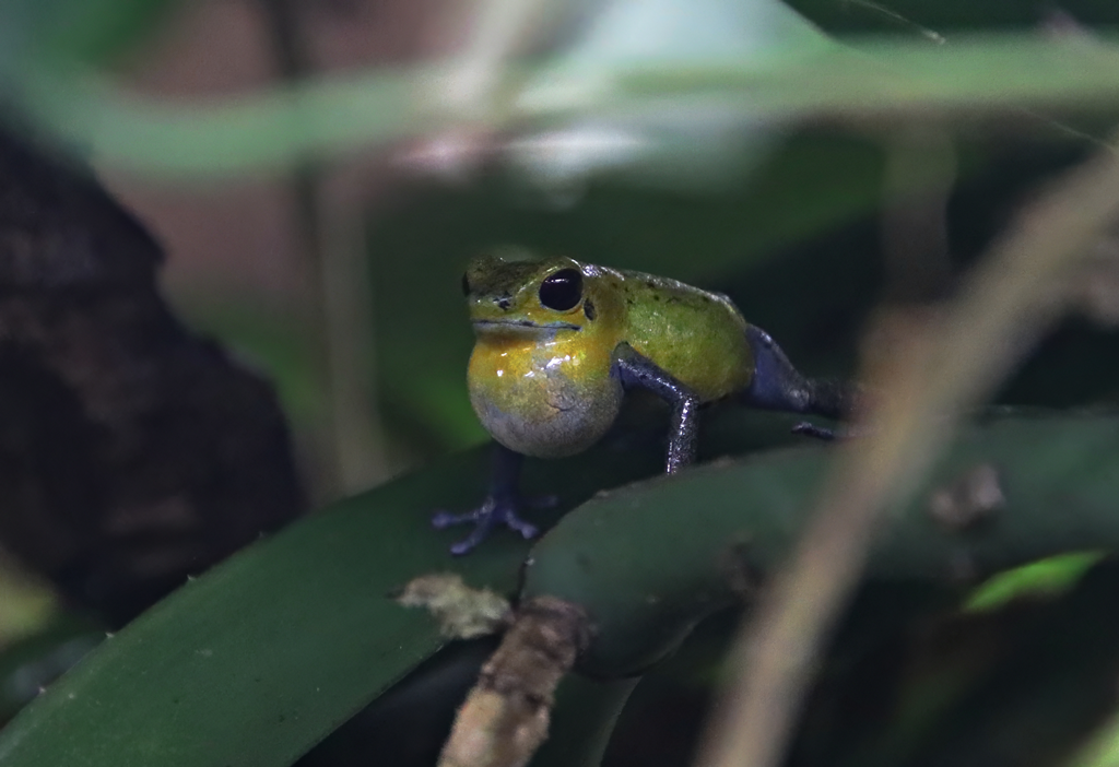 Strawberry poison frog (Oophaga pumilio)