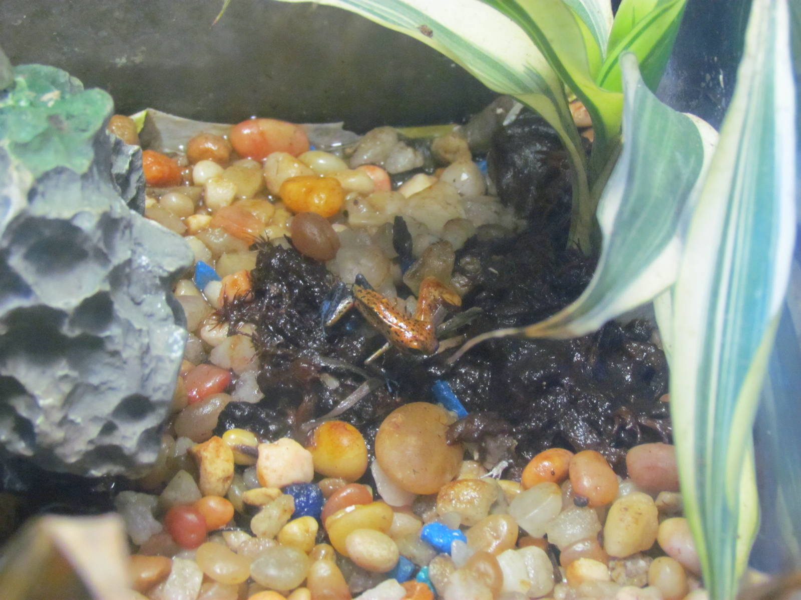 Strawberry Poison Frog