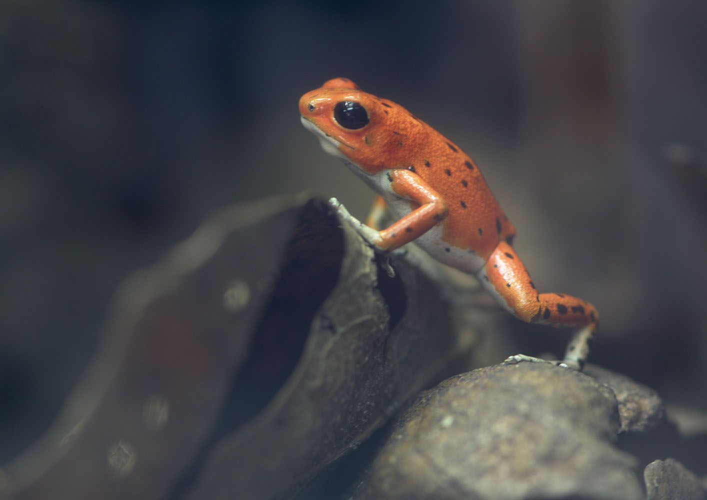 Strawberry poison frog