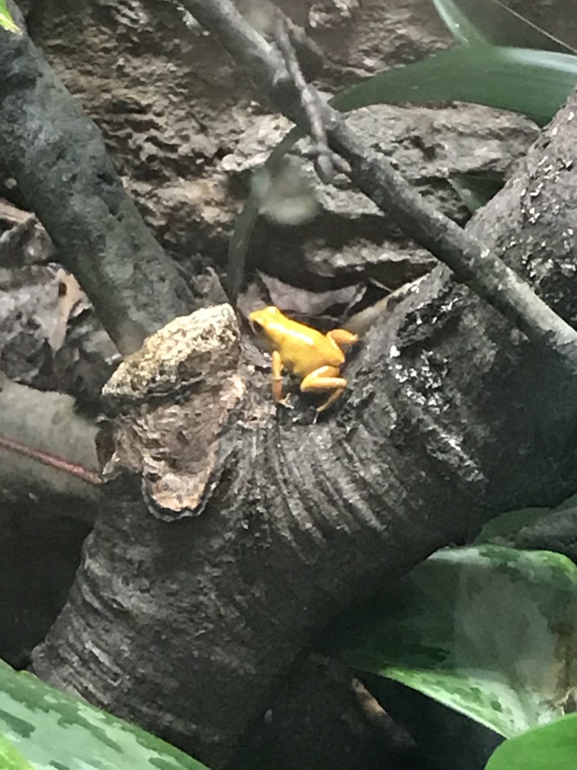 Strawberry poison frog