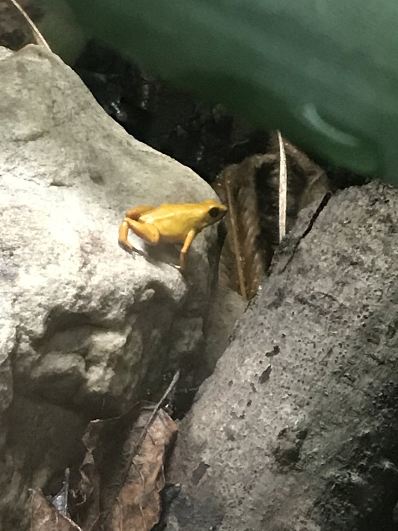 Strawberry poison frog