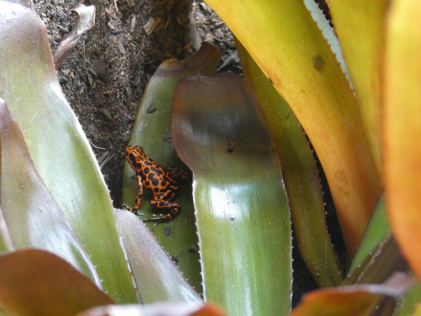 Strawberry Poison Frog