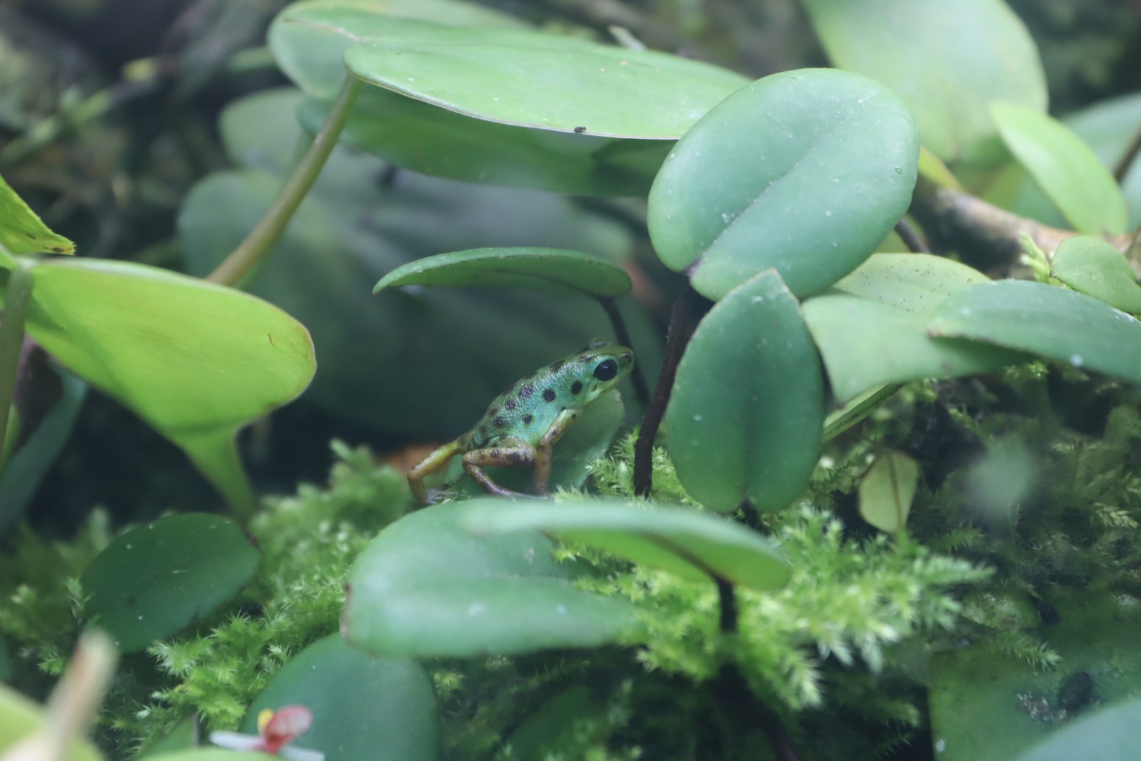 Strawberry Poison Frog