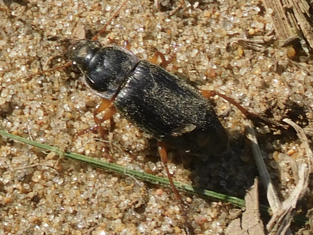 Strawberry seed beetle