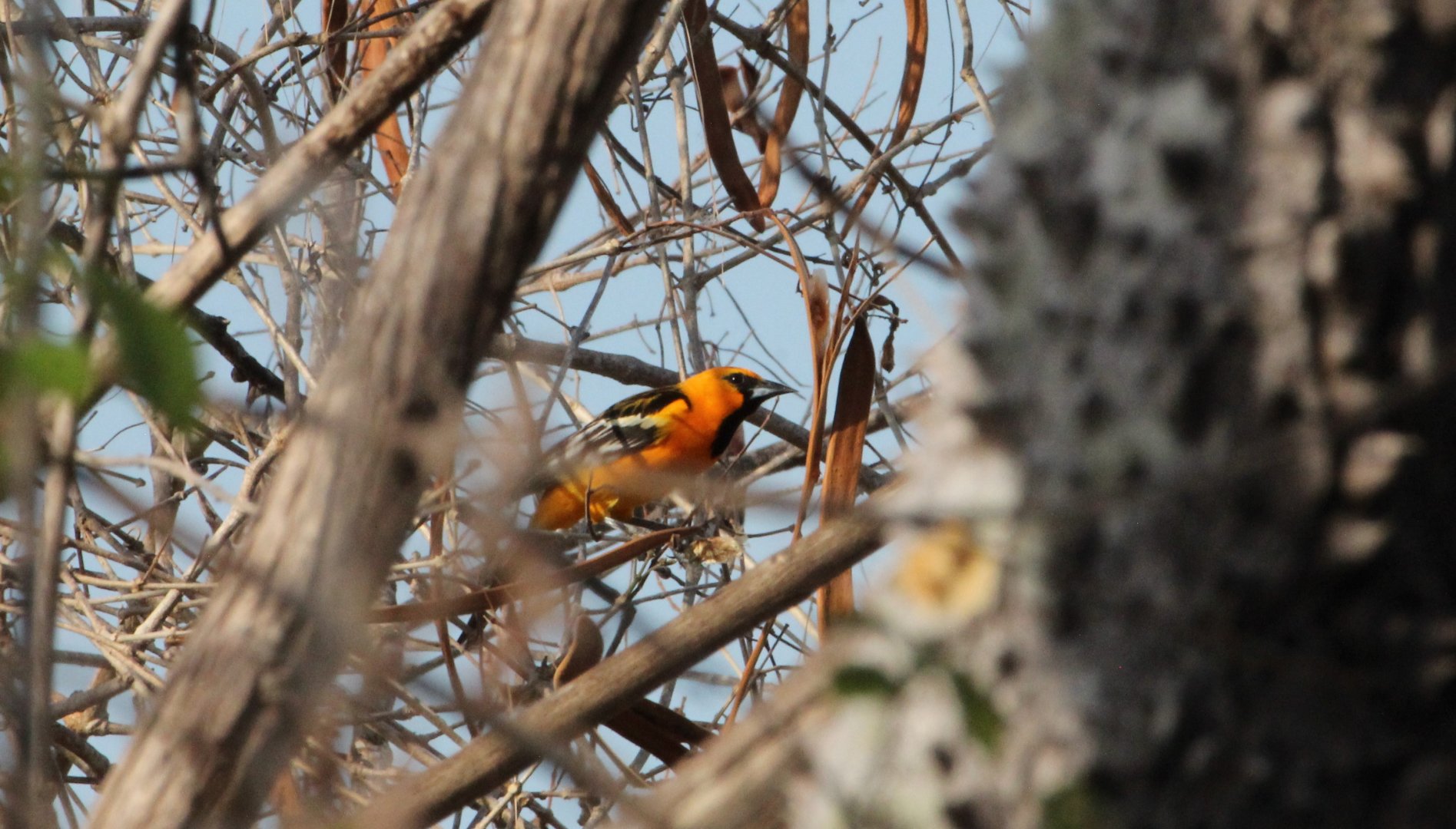 Streak-backed Oriole (I think...)