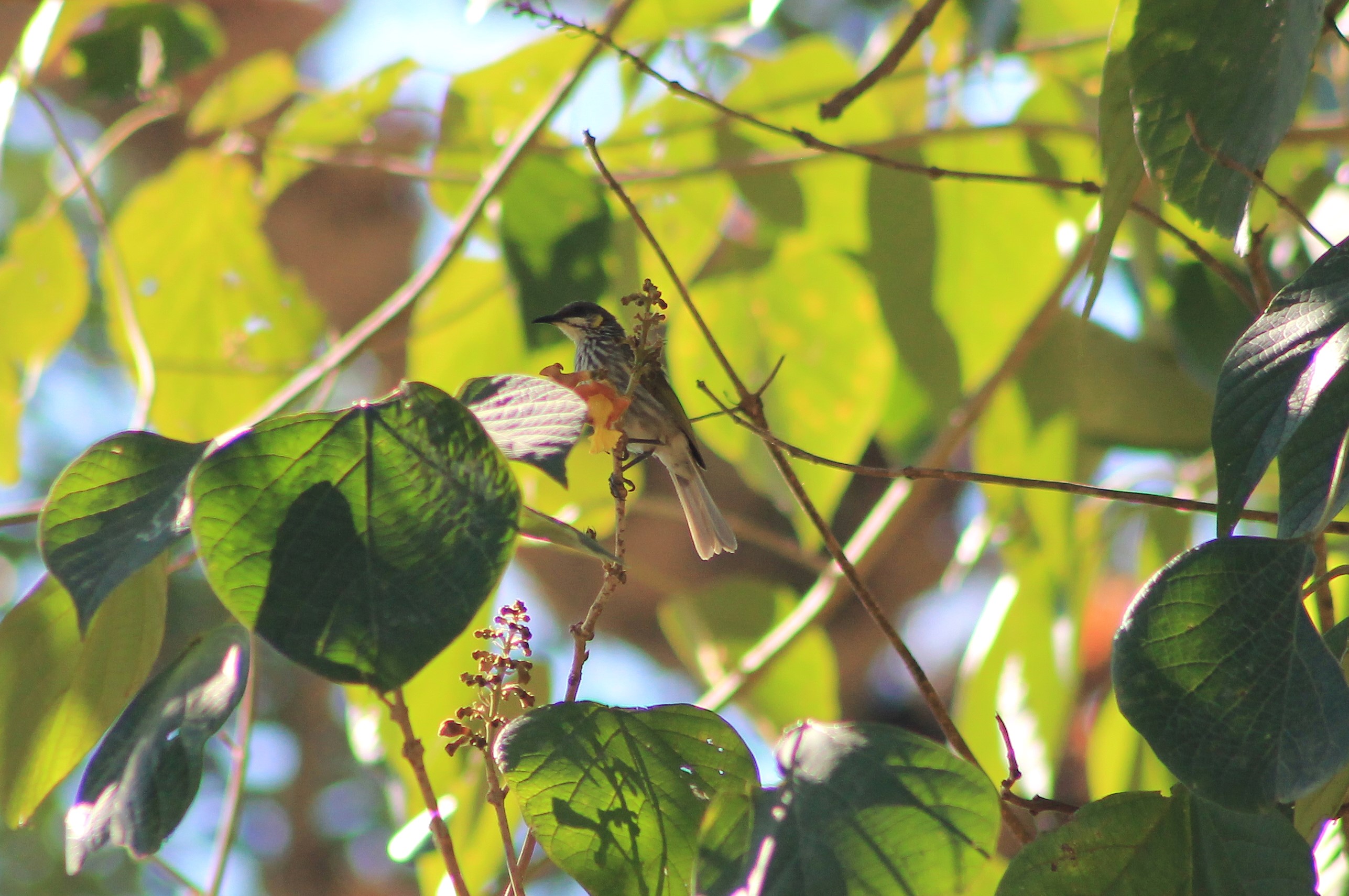 Streak-breasted Honeyeater (Meliphaga reticulata)