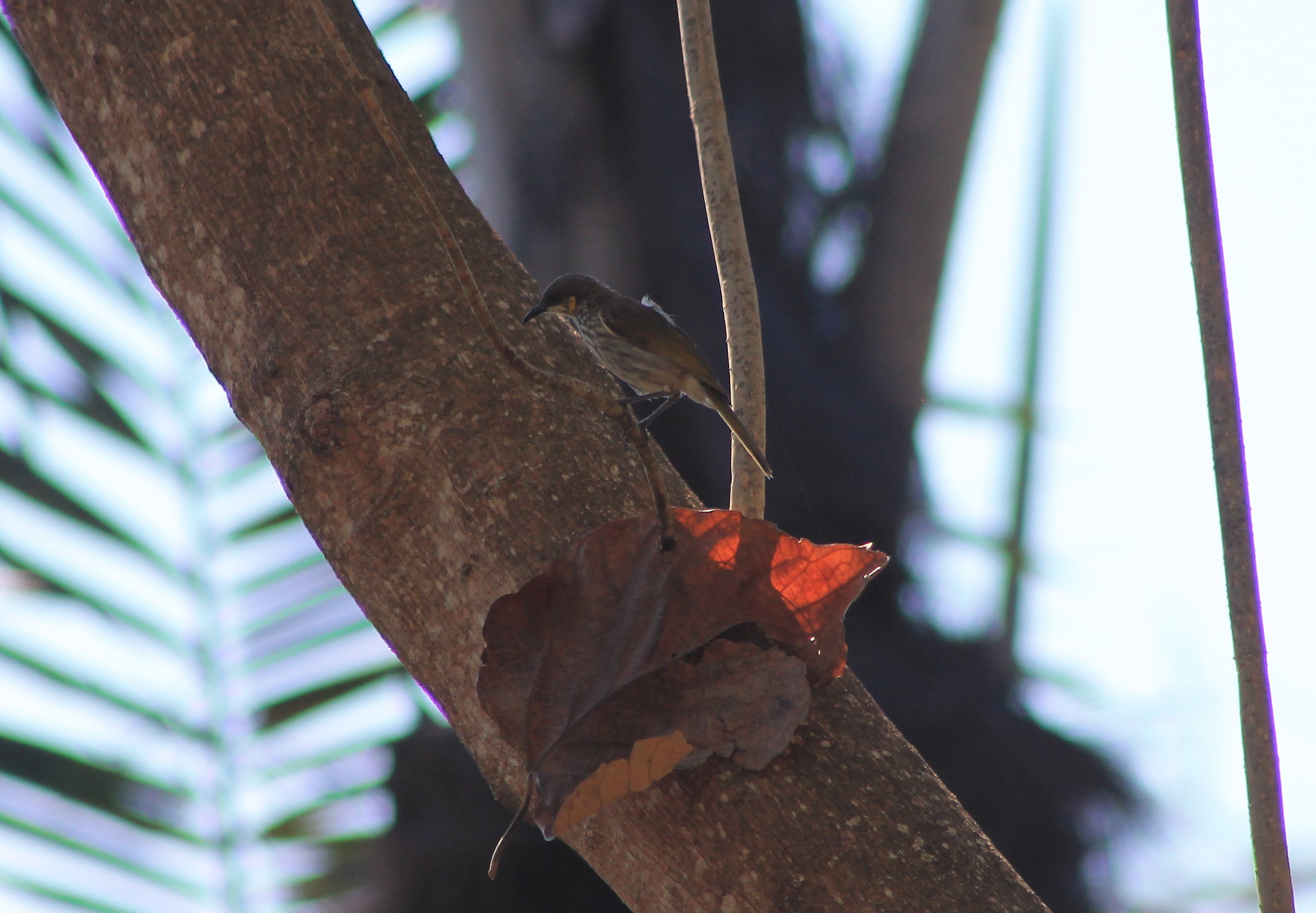 Streak-breasted Honeyeater (Meliphaga reticulata)