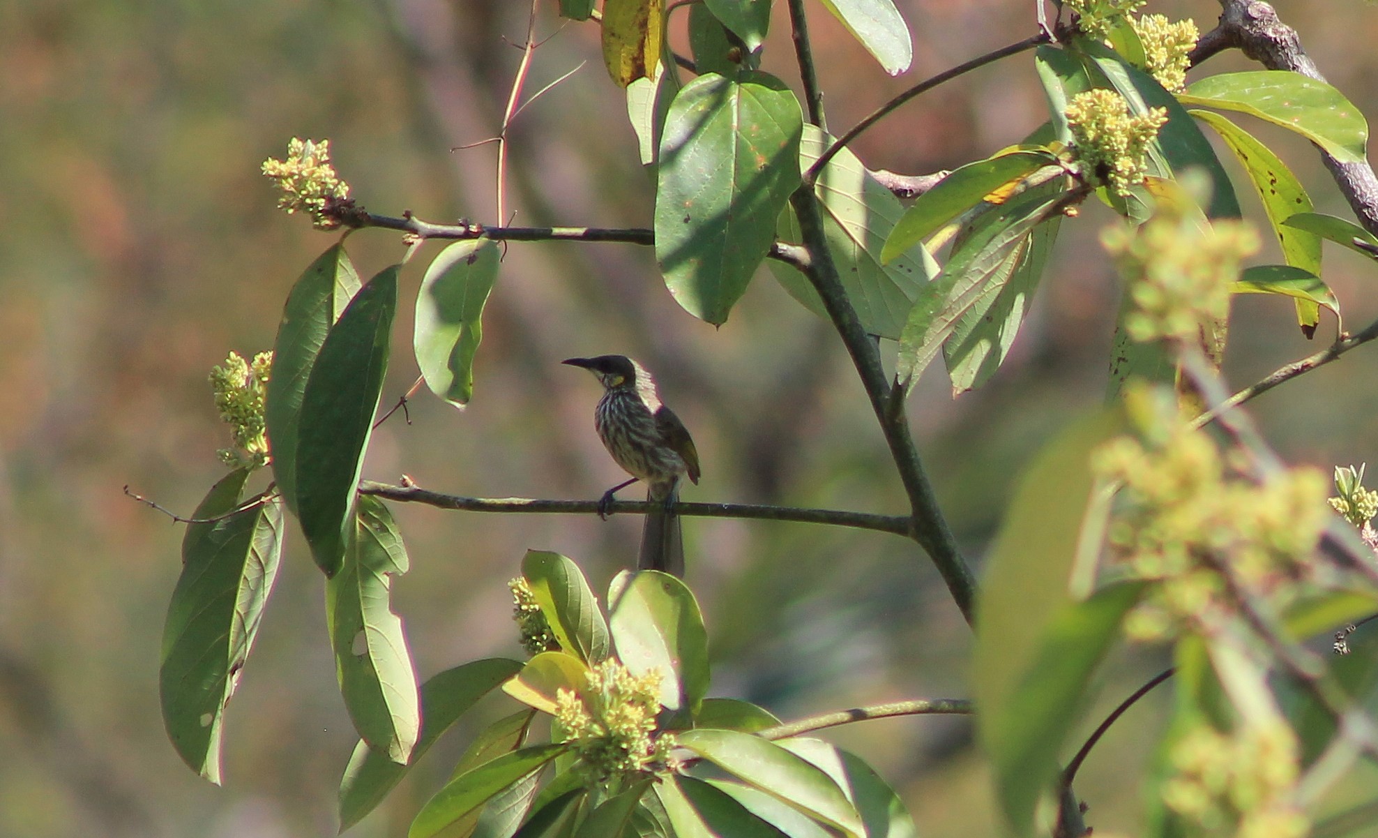 Streak-breasted Honeyeater (Meliphaga reticulata)