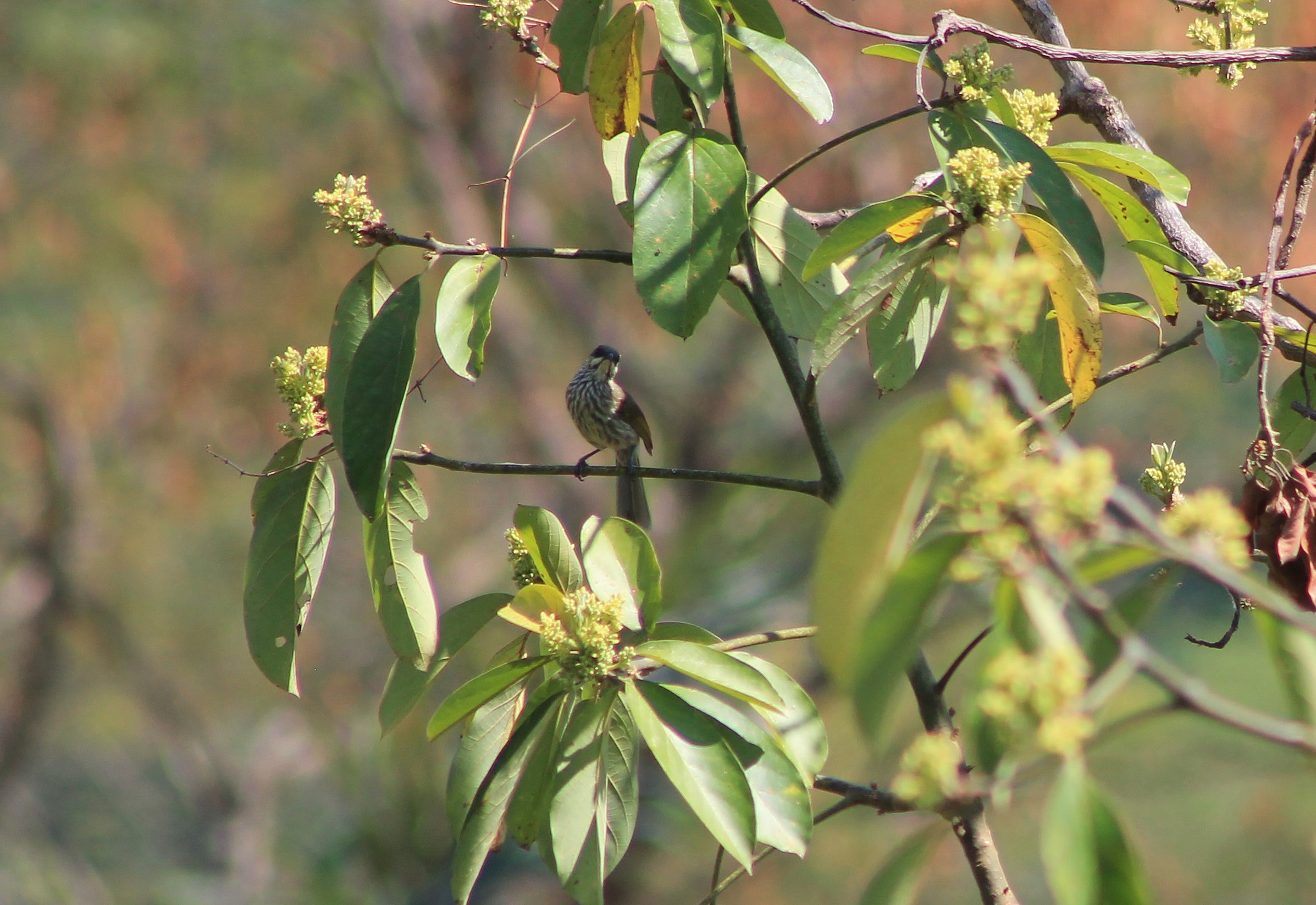 Streak-breasted Honeyeater (Meliphaga reticulata)