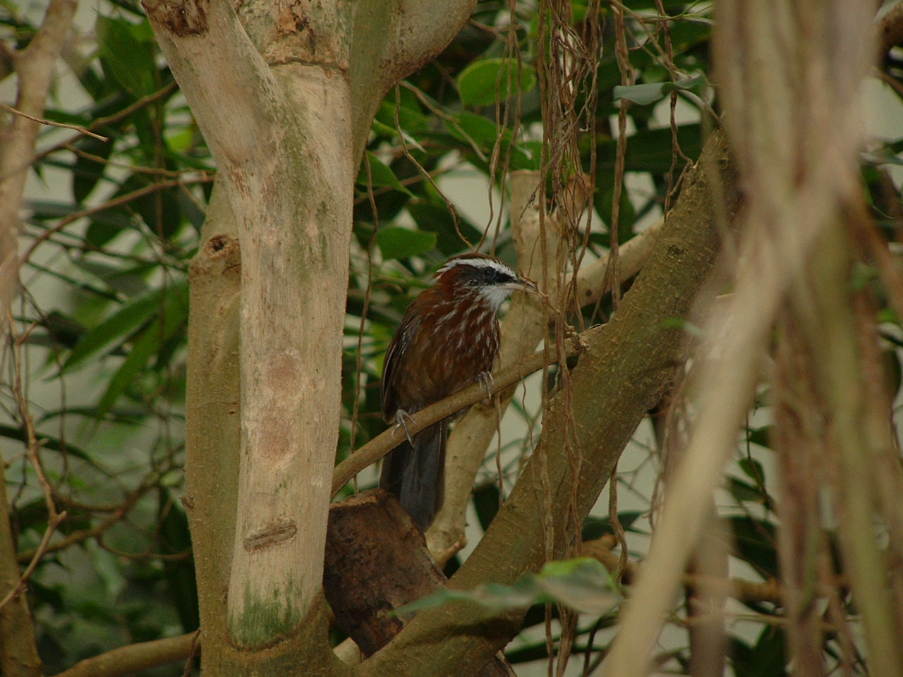 Streak-breasted Scimitar Babbler - Berlin Zoo Bird House March 2009