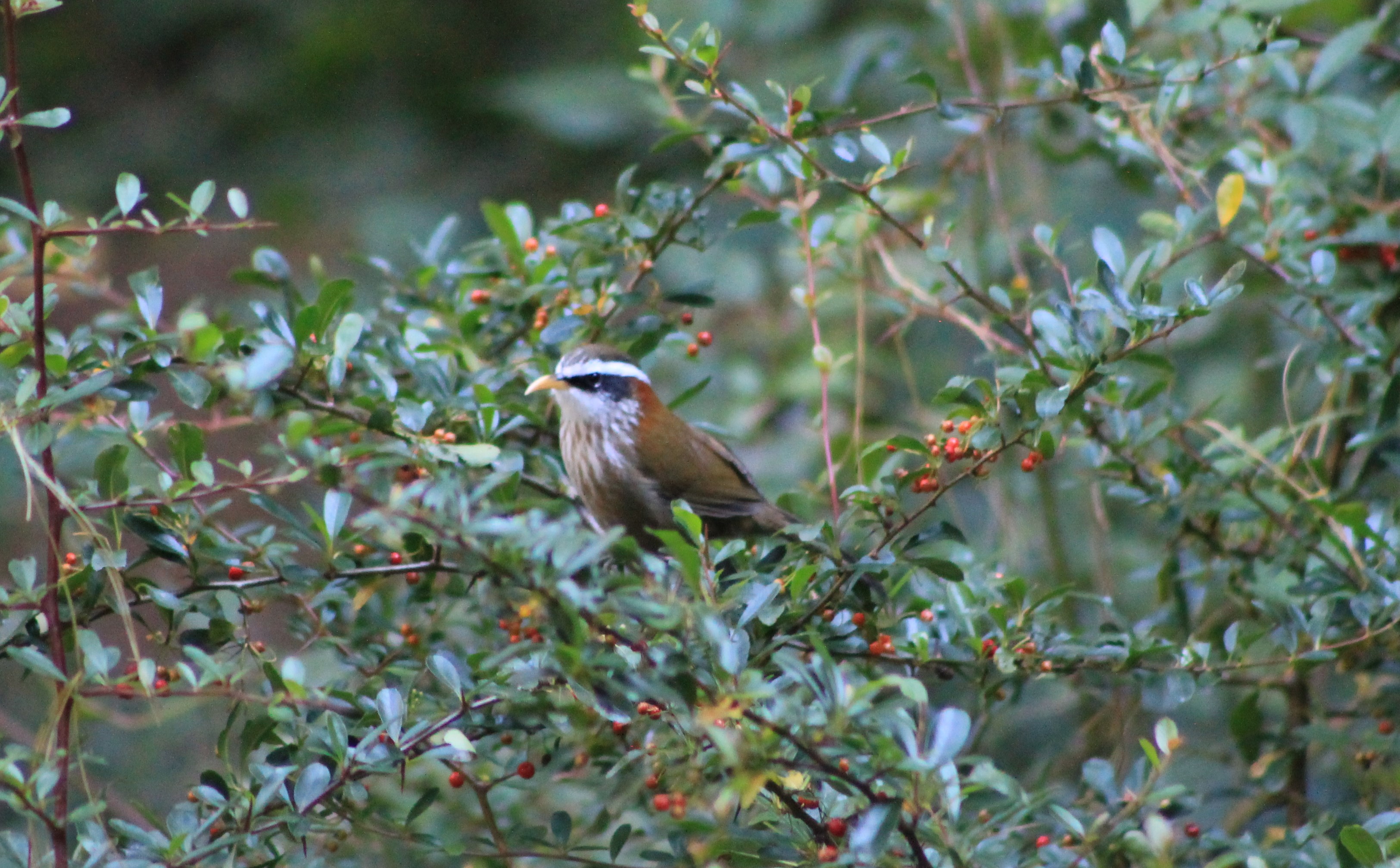 Streak-breasted Scimitar-Babbler (Pomatorhinus ruficollis)