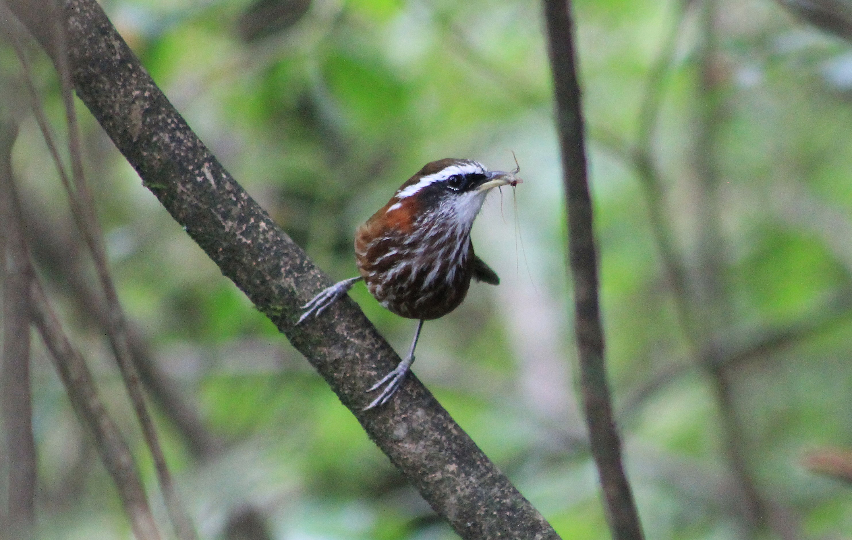 Streak-breasted Scimitar-Babbler (Pomatorhinus ruficollis)