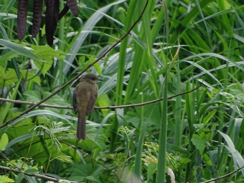 Streak-eared bulbul (Pycnonotus conradi)