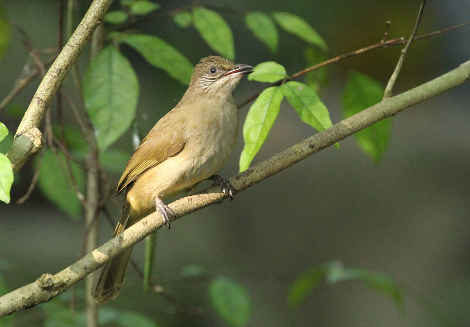 Streak-eared Bulbul