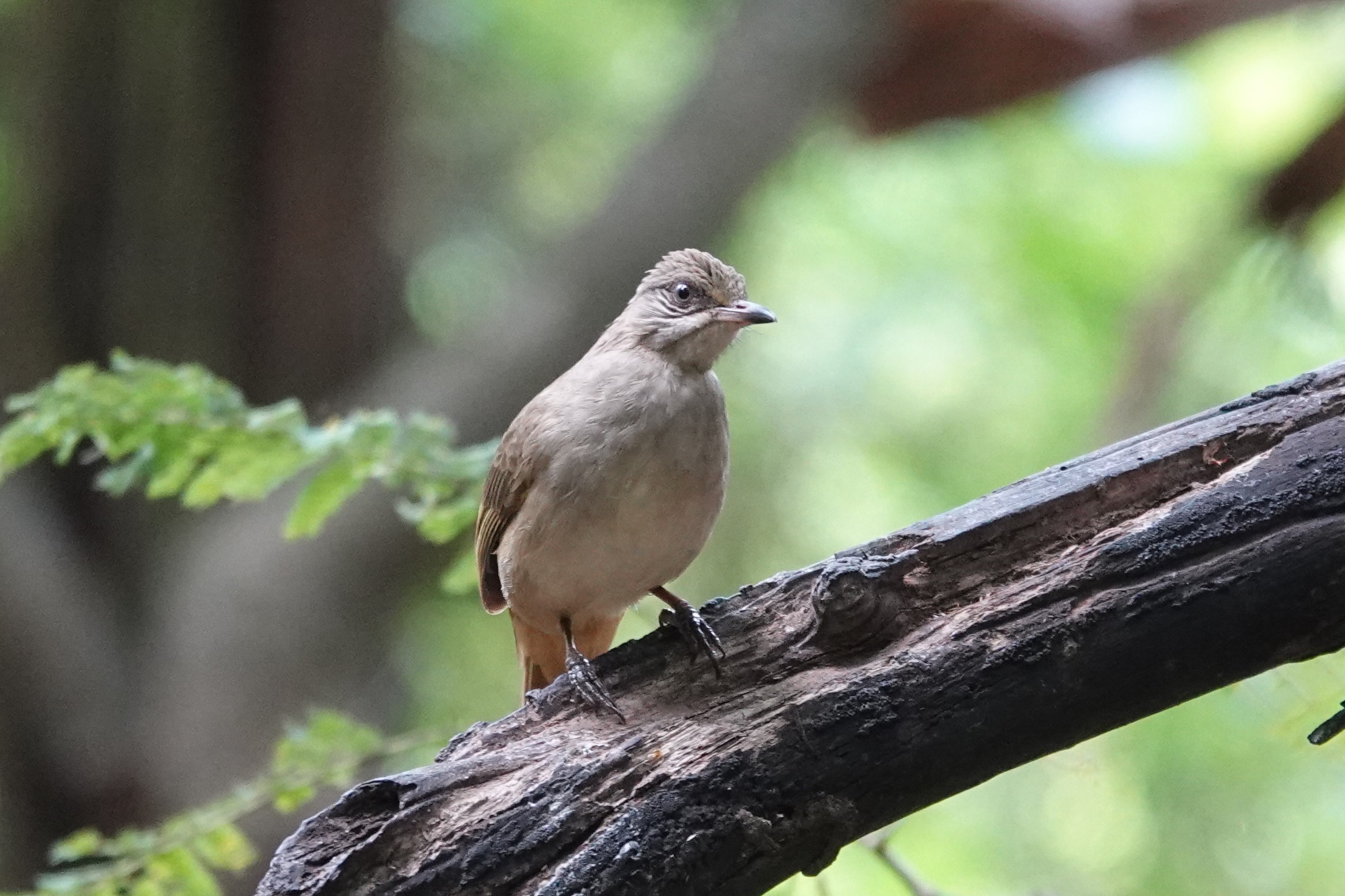 Streak-eared Bulbul