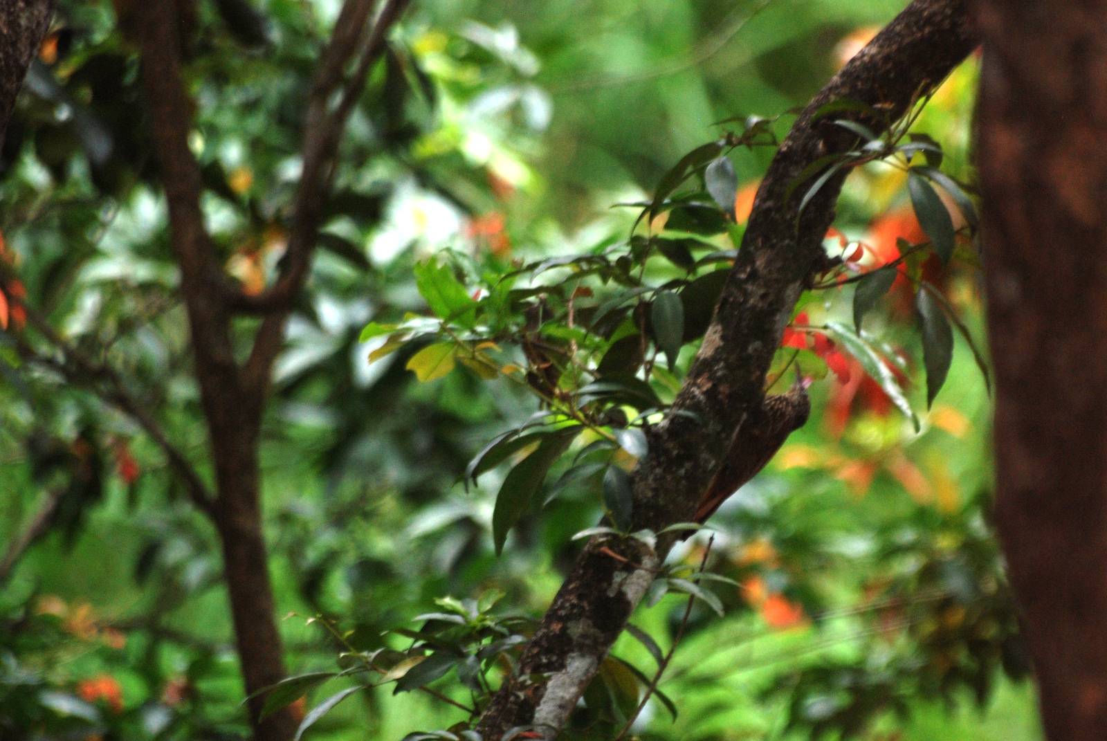 Streak-headed Woodcreeper at Restaurant las Iguanas, 17/04/14