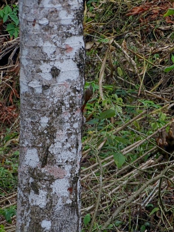 Streak-headed woodcreeper.