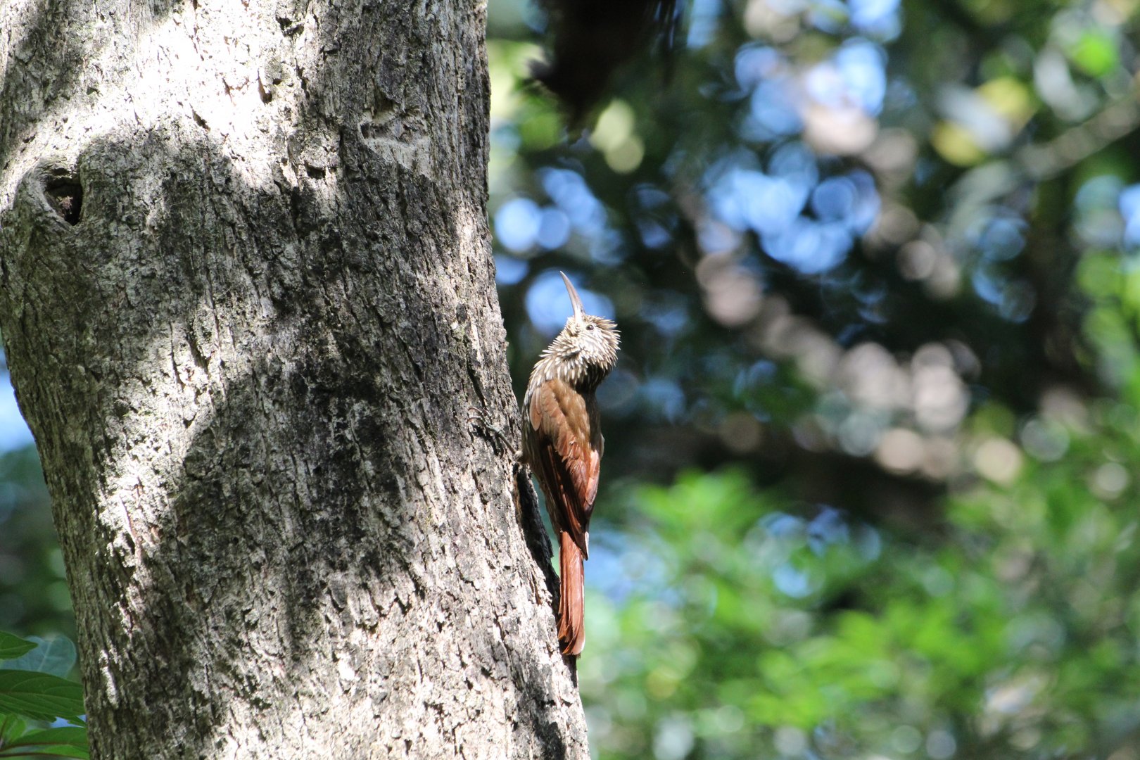 Streak-headed Woodcreeper