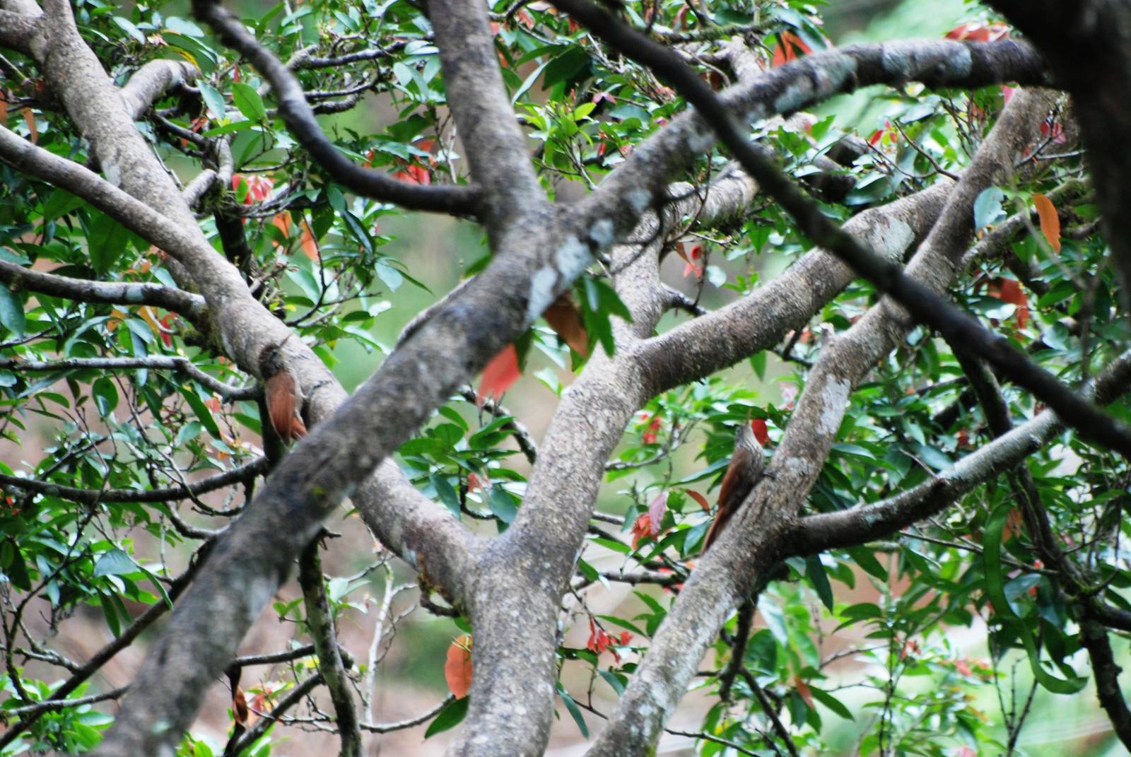 Streak-headed Woodcreepers at Restaurant las Iguanas, 17/04/14