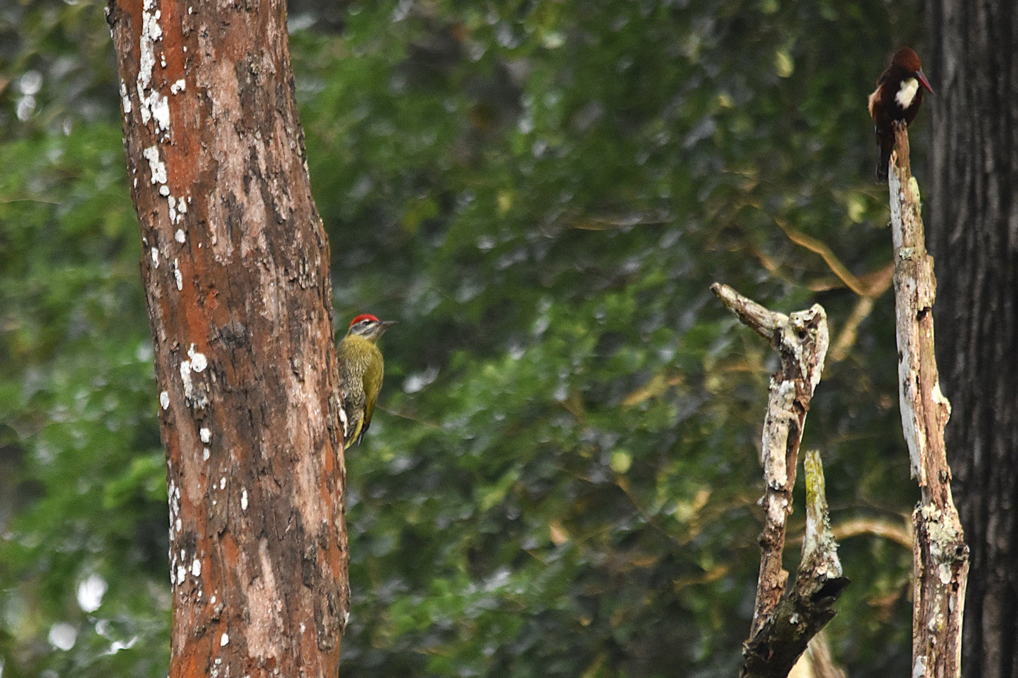 Streak-throated Woodpecker, Nagarahole Tiger Reserve, 20th November 2024
