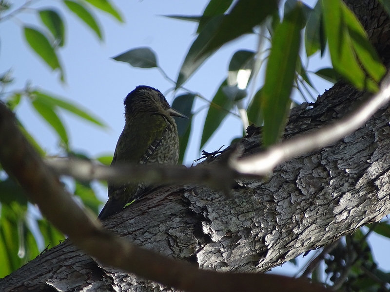 Streak-throated Woodpecker (Picus xanthopygaeus)